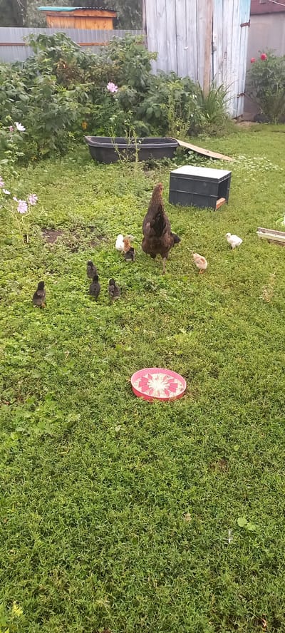 A hen and six chicks are in a grassy yard in Idrisovo, Russia. The hen is brown and black, and the chicks are black and white. They are near a red feeder filled with birdseed. In the background, there are bushes, a wooden fence, and a building.