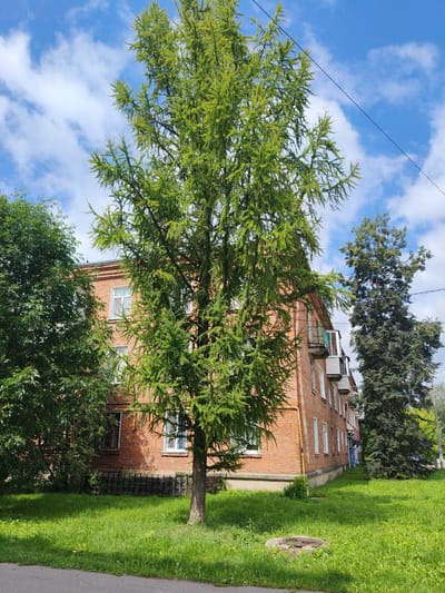 The image shows a brick apartment building in the city of Drezna, Russia. The building is partially obscured by a large deciduous tree with bright green foliage in the foreground. To the right of the building, a tall evergreen tree stands. The building has several windows and balconies. The ground in front of the building is covered in lush green grass. A grey asphalt path runs along the bottom of the image. The sky is blue with scattered white clouds.