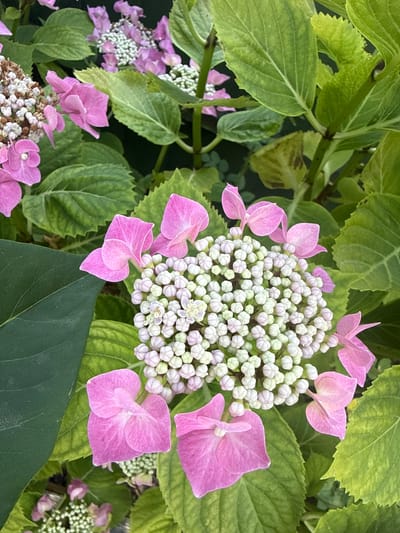 A close-up, high-angle shot shows a cluster of pink hydrangeas with a central mass of small, undeveloped buds. The hydrangeas are surrounded by vibrant green leaves. The lighting is natural and diffused, creating soft shadows. The scene is a botanical garden or a private garden in Test Valley, United Kingdom, with no people or structures visible.