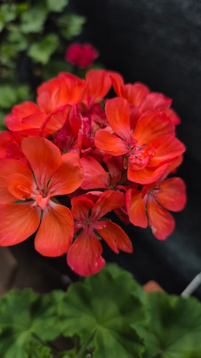 A close-up, vertical, eye-level shot focuses on a cluster of bright red-orange flowers, likely geraniums. The petals are delicate and slightly translucent, with visible veins. Some petals are unfurling, while others are more closed, creating a textured, layered effect. The flowers are in sharp focus, with the background softly blurred. To the left and bottom, out-of-focus green leaves provide a verdant contrast. The background is mostly dark, with a hint of a darker object on the right, possibly a wall or fabric. No people or animals are present in the image. This image appears to be a photograph of a potted plant, possibly located in a garden or greenhouse. There are no discernible landmarks or features that would indicate a specific location within Doirentsi, Bulgaria.