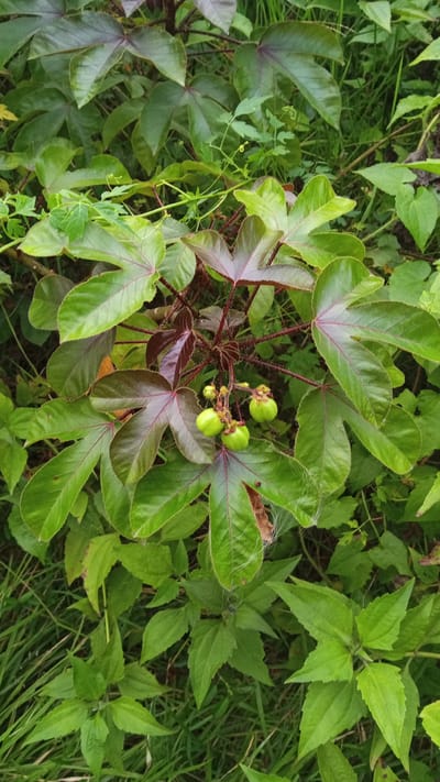 The image depicts a shrub with large, palmate leaves, displaying prominent red veins. Several immature, green fruit hang from the center of the plant. The shrub is surrounded by other green vegetation. The location is Blangtingkeum, Indonesia. There are no people visible. The scene is a natural environment of dense foliage. No interactions are occurring.