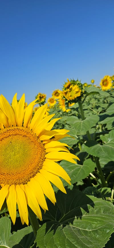 A close-up, low-angle vertical outdoor shot showcases a field of sunflowers under a clear blue sky. The foreground is dominated by the left half of a large, fully bloomed sunflower with vibrant yellow petals and a detailed, textured center. A small black insect is visible on one of the sunflower's petals. Behind the prominent flower, rows of other sunflowers, some in bloom and some still developing buds, recede into the background. The leaves of the sunflowers are large and a deep green, casting shadows on each other. The scene suggests a sunny day in a rural setting, potentially within or near Gorna Mitropolia, Bulgaria, given the context.