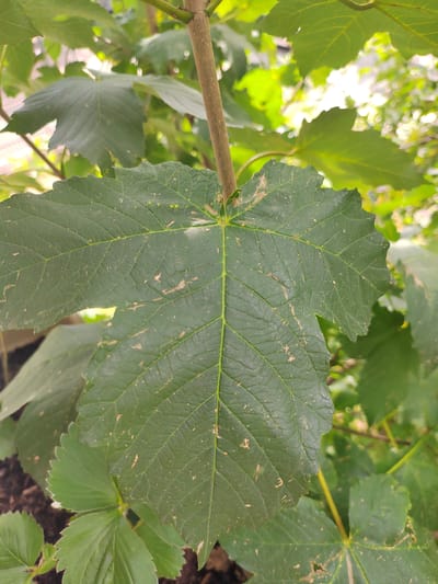 The image shows a close-up of a large, green, five-lobed leaf with visible veins and some dry, brown blemishes. The leaf is attached to a thin, brown stem, and other green leaves and branches are visible in the background, suggesting a plant or tree in an outdoor environment. The lighting suggests it is daytime, with some bright spots filtering through the foliage. The image was taken in Soisy-sous-Montmorency, France. There are no people or animals present in the image, and no discernible action or interaction. The environment appears to be a garden or park setting.