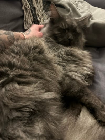 A long-haired, grey-furred cat lies relaxed with its eyes closed on a grey upholstered surface, consistent with a couch or bed, at a residence in Gränsta, Sweden. A human's left hand, adorned with visible tattoos on the forearm and a light-colored braided bracelet on the wrist, is gently resting on the cat's head and neck area, suggesting petting or comfort. The cat's fur is dense and appears soft. In the background, a grey knitted or woven blanket with fringes is partially visible on the left, and another section of grey fabric, possibly a cushion or clothing, is present on the right. The scene is illuminated by soft, ambient light.