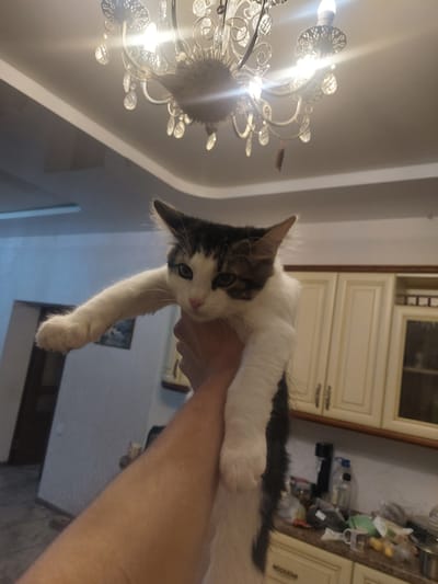 An indoor shot shows a person holding a calico cat upside down by the arm. The cat is predominantly white with black and brown markings on its head and back. Its left front leg is extended forward. Above the cat, a chandelier with multiple lights and crystal accents hangs from the ceiling. The background reveals a kitchen area with light-colored cabinets, a countertop cluttered with various items including bottles and bags, and a framed picture on the wall. The floor appears to be tiled or linoleum. The overall lighting suggests it is daytime, with artificial light from the chandelier also contributing. The location is specified as Рахманово, Russia.