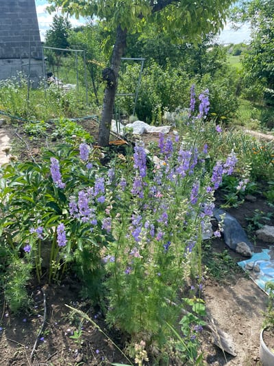 This is a vertically oriented, eye-level, medium shot of a garden scene with purple delphinium flowers in the foreground. The flowers are tall and have many small blooms arranged in spikes. They are surrounded by green foliage. In the background, there is a tree with a metal structure, possibly a trellis or support, running up its trunk. Beyond the tree, more greenery and a hint of blue sky with some clouds are visible. To the right of the flowers, there is a patch of disturbed soil with some rocks and a black tarp-like object. Further in the background, a grey brick wall is visible on the left, suggesting a constructed area adjacent to the garden. The lighting suggests it is daytime, likely sunny given the bright highlights and shadows. The scene appears to be a residential garden in a rural or suburban setting, possibly in Ostriv, Ukraine. There are no people or animals visible in the frame, and no text is present. The overall impression is one of a flourishing garden on a bright day.