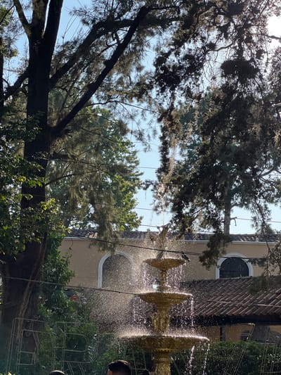The image shows an outdoor scene, possibly in La Esperanza, Honduras, featuring trees, a building facade, and a fountain. The trees dominate the upper portion of the image, with their branches and foliage extending across the sky. The building facade is light-colored with a round window and what appears to be a tiled roof. The fountain is multi-tiered, gold in color, and water is spraying from it. Some green plants are in the foreground. The photograph is taken from a low angle, looking up. The image is oriented sideways, with the top of the frame facing left. A person's head can be seen on the right-side portion of the image, only from the side view.