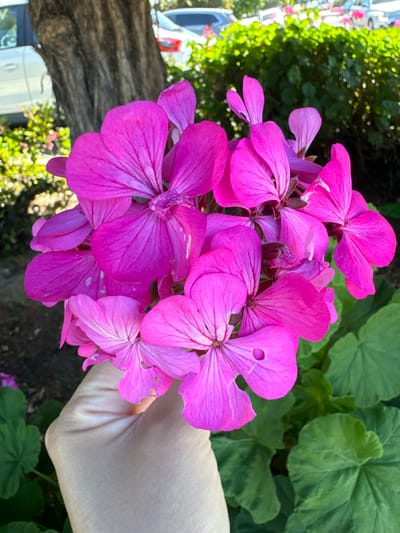 A close-up shot showcases a cluster of vibrant fuchsia geranium flowers being held by a hand. The hand, with its pale skin and visible lines, gently supports the bouquet of blossoms, indicating a person is holding and possibly presenting the flowers. The background is a blur of lush green leaves and foliage, with hints of sunlight filtering through, suggesting an outdoor setting during the daytime. The flowers themselves are the primary focus, with their delicate petals and intricate details clearly visible. Some petals show slight imperfections, like small holes or faded white patches, adding to their natural beauty. The overall impression is one of natural beauty and a tender moment of connection with nature. The location context provided, San Mateo, United States, places the scene within a Californian environment, likely a garden or a park. There is no visible text in the image.
