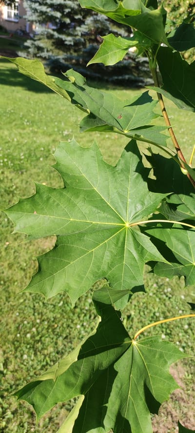 This is a close-up, vertically oriented photograph of a green maple leaf in dappled sunlight. The leaf is the primary subject and is in sharp focus, displaying its intricate veins and serrated edges. The background is softly blurred, revealing a green lawn with scattered white clover flowers and out-of-focus trees and a building that suggest an outdoor, possibly residential, setting. The style of the building and trees are consistent with a suburban or semi-rural environment like Ангелово Клубная Резиденция, Russia, which is known for its green spaces and residences. There are no people or animals visible in the image. The lighting creates subtle shadows on the leaf, adding depth and dimension to the scene. The overall impression is one of nature and tranquility.
