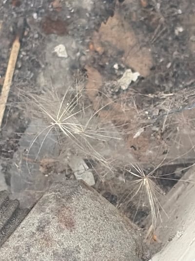 This image depicts a close-up view of a rough, textured surface, possibly concrete or stone, in an outdoor setting. The surface is adorned with delicate, feathery seed pods, likely from a dandelion or similar plant. These seed pods are dispersed across the surface and appear to be caught in a fine, silken web, suggesting a dusty or neglected area, perhaps a corner of a building or a roadside.
The background is a blur of earthy tones, with hints of dried leaves and debris, further contributing to the impression of an outdoor, natural environment. The lighting suggests it could be daytime, with diffused light. There are no people visible in the image. The focus is on the intricate details of the seed pods and the web, highlighting their fragile beauty against the rough backdrop. The overall mood is one of quiet stillness, emphasizing the natural elements in what appears to be an urban or semi-urban fringe location. The presence of the web could imply a slightly damp or humid condition, or simply the natural accumulation of dust and organic matter over time.