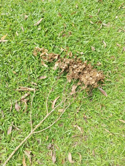 The image displays an outdoor scene, likely a lawn or natural ground area, primarily covered by bright green grass. Dominating the foreground and mid-ground are various elements of dried plant matter. A noticeable cluster of small, shriveled brown leaves and twigs rests upon the grass. Extending from and around this cluster are several slender, bare branches, also dry and light brown, contrasting sharply with the vibrant green of the surrounding turf. A few individual dried leaves are scattered throughout the grassy areas of the frame.

No specific activity is occurring; the image presents a static view of natural debris against a verdant backdrop. The scene appears to be under natural daylight, possibly an overcast sky or diffused sunlight, as there are no strong shadows. No people, animals, or man-made objects other than the implied presence of a maintained area (grass) are visible. There is no visible text in the image. The location context of Mahabaleshwar, India, suggests a natural, green environment consistent with the imagery.