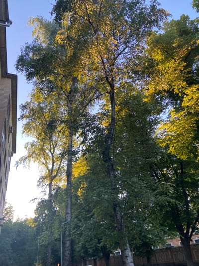 This media file captures a low-angle view looking up through the lush green foliage of trees, with glimpses of the sky and the tops of buildings peeking through the leaves. The scene is dominated by the trees, whose branches and leaves create a dense canopy. Sunlight filters through the leaves, casting a warm glow on some of the foliage and creating a dappled effect against the clear blue sky. The image is oriented vertically, as if the viewer is standing and looking directly upwards.

Visible in the background, peeking out from behind the trees, are the upper portions of buildings. One building appears to be made of brick and has a few windows and what look like air conditioning units on its exterior. Another building on the far right has decorative architectural elements and what might be letters or symbols carved into its facade, though they are not clearly legible. The overall impression is of an urban or suburban environment where mature trees are integrated with architecture.

The lighting suggests it is daytime, likely late afternoon or early morning, given the warm, golden hue of the sunlight. The sky is clear, indicating fair weather. There are no people visible in the frame. The image evokes a sense of tranquility and the natural beauty of trees in an otherwise built environment. The rotation of the image implies it was taken from a perspective looking up, possibly from a courtyard or street lined with these trees.

The location context provided is Nyzhni Mlyny, Ukraine. This information helps to situate the scene geographically. No legible text that is part of the scene itself is discernible.