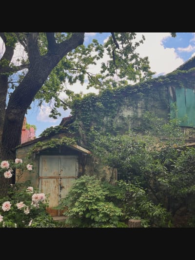 This image depicts a scene in Saint-Août, France, featuring an old, weathered stone building partially covered in ivy. In front of the building, there is a set of double doors that appear to be made of a light blue, rusted metal. To the left of the doors, a tree with a thick trunk stands prominently, with branches extending overhead. Pink flowers bloom on a bush in the foreground, adding a splash of color to the scene. The sky above is visible, with clouds present. Lush green foliage surrounds the building, contributing to an overgrown and somewhat neglected aesthetic.