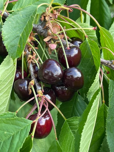 The image shows a close-up view of a cluster of dark red cherries hanging from a tree, surrounded by vibrant green leaves. The cherries are ripe and glossy, with some showing a deep, almost black, hue. The stems of the cherries are thin and reddish-pink, attaching them to a darker, woody branch. The leaves are broad with serrated edges and show prominent veins. The overall lighting suggests a bright, natural setting, possibly outdoors on a sunny day. There are no people or structures visible in the image, indicating a focus solely on the natural elements of the cherry tree. This scene is presented without any context relating to the city of Popasne, Ukraine, or any specific location.
