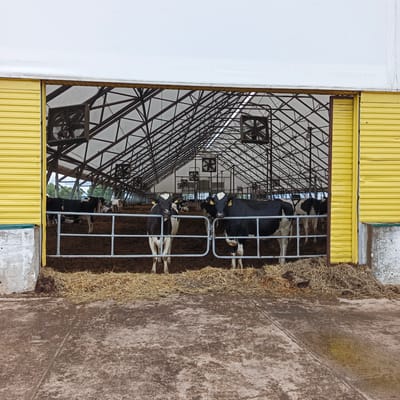 A wide shot captures the interior of a cow barn, viewed through an open, yellow-sided entrance. The barn has a large, arched, white fabric roof supported by a metal truss structure. Numerous large, square fans are mounted on the ceiling, suggesting a system for ventilation. Inside, the ground is covered with a thick layer of brown dirt and straw. A metal gate separates the foreground from the interior where several black and white Holstein cows are visible. Two cows stand prominently in the foreground, looking directly at the camera. In the background, more cows are dispersed throughout the barn, some lying down and others standing. The scene appears to be set during the daytime, with overcast weather, as indicated by the diffused light inside the barn and the bright white of the roof. The overall impression is one of a functional agricultural setting designed to house livestock. There is no visible text in the image. The location context provided is Orlovka, Russia.