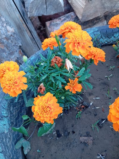 In the city of Novodesyatnikovo, Russia, an outdoor scene captures a close-up view of several vibrant orange marigold flowers. The flowers are in a planter, which appears to be made from a tire, painted in a faded teal color. The marigolds are in various stages of bloom, with some fully open and others as buds or partially withered. Their green, feathery leaves are visible, and some have small water droplets on them. The background consists of rough-hewn wooden logs stacked behind the planter, suggesting a rustic or outdoor setting. The ground around the planter is dark soil with scattered dry leaves and small green sprouts. No people are present in the image.
