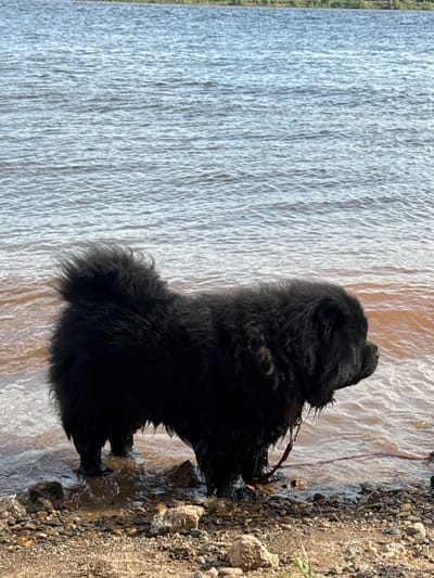 A large, black Newfoundland dog stands in shallow water along a rocky shoreline. The water is brownish, possibly due to sediment or the time of day. The dog is positioned with its side to the viewer, its head turned slightly towards the water. A red leash is visible, suggesting it is being held by someone nearby. The water appears to be part of a larger body of water, possibly a lake, which extends into the background. The background shows some trees and shrubbery on the far side of the body of water. The image is rotated counterclockwise.
Doksha, Russia, is not visibly identified in this image.