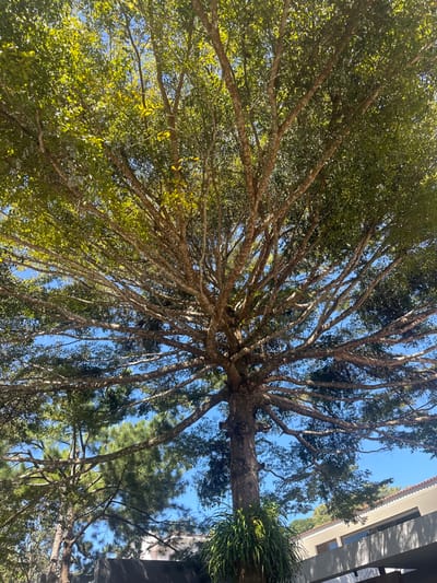 The image captures a low-angle perspective, looking directly up into the canopy of a large, mature tree against a clear blue sky. The photograph is oriented as if taken with the camera rotated counter-clockwise, making the main tree trunk appear horizontally across the middle of the frame.
The dominant subject is a substantial tree featuring a thick, gnarled trunk and numerous sprawling branches. These branches have a textured bark, possibly indicating lichen or moss growth. The left side of the tree is rich with vibrant green foliage, composed of countless small leaves that form a dense canopy, through which bright sunlight filters, creating a lively play of light and shadow. Growing directly from the main trunk on the right side, there is a distinct cluster of long, bright green, grass-like or fern-like leaves, likely an epiphyte.
Beyond the immediate tree, other trees with darker, possibly needle-like foliage, characteristic of conifers, are visible further in the background, especially towards the bottom right when the image is correctly oriented. The sky is a brilliant, cloudless blue, indicating a sunny day.
In the upper right portion of the image (if properly rotated), a modern building is partially visible. It features light-colored walls, possibly stucco, and dark-framed windows. The presence of this structure suggests an urban or suburban setting. No people are visible, and there is no discernible text in the image. The scene depicts a bright, clear day in a natural setting, likely in Santa Tecla, El Salvador, given the context.