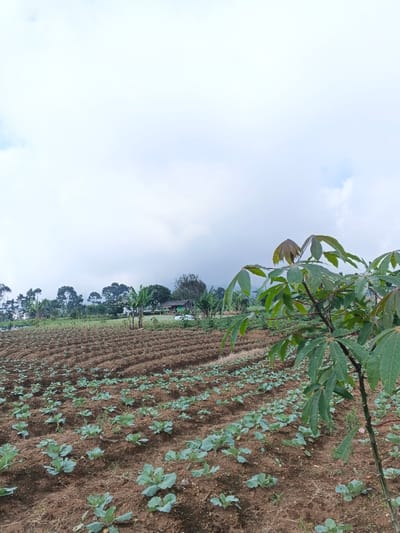 A field of young cabbages stretches across a hillside under a cloudy sky. Rows of tilled earth behind the cabbage patch suggest further planting. A shrub with large palmate leaves dominates the foreground on the right. In the distance, trees and a small building are visible against the horizon. The landscape evokes a sense of rural farming.