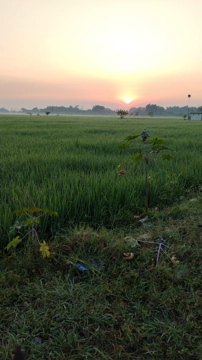 The image depicts a serene sunrise over a lush green rice paddy field in Sumberejo, Indonesia. The sun is low on the horizon, casting a warm, orange glow across the sky and illuminating a thin layer of mist that hovers above the field. The rice stalks are vibrant and appear healthy, stretching as far as the eye can see.

In the foreground, a small tree with a few green fruits is visible, its branches reaching upwards towards the sky. The ground around the tree is covered in grass and some fallen leaves. To the right of the frame, a small white building with a dark-colored roof stands against the backdrop of trees and greenery. A birdhouse is attached to a pole near the building.

The overall impression is one of tranquility and natural beauty, characteristic of rural Indonesian landscapes. The image captures a moment of peace as the day begins, with the natural elements taking center stage.