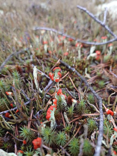 The image is a close-up, top-down view of a patch of moss and lichen on the ground in a natural setting, likely in Suru, Estonia. The main subjects are the various types of vegetation, including small, spiky green moss, wispy grey lichen, and branched structures of what appear to be reindeer lichen. Distinctive bright red apothecia, the reproductive structures of some lichens, are scattered throughout the scene, adding pops of vibrant color against the muted greens, browns, and greys of the surrounding flora.
The image is static, showing a still moment in nature. There are no people or animals visible, and no obvious event is taking place. The lighting suggests it might be daytime, but the overcast conditions are not explicitly clear. The texture of the ground cover is the most notable detail, with a mix of soft mosses, dry branches, and papery lichen. The depth of field is shallow, with some elements in sharp focus while others are blurred, drawing attention to the intricate details of the foreground. There is no visible text in the image.