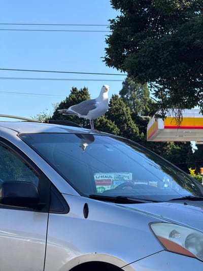 A seagull stands on the roof of a silver car parked on a city street. The car's windshield reflects the seagull. In the background, trees and a Shell gas station are visible under a clear blue sky. The scene appears to be in Seattle, United States of America.