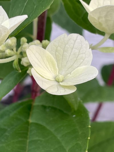 A close-up, macro shot focuses on a single, delicate white hydrangea flower with subtle green undertones. The flower has several layered petals, with the most prominent one in the center displaying faint, intricate veining. To the left, a cluster of small, undeveloped green buds is visible, hinting at future blooms. Dark red stems and vibrant green leaves form the backdrop, some of which are slightly out of focus, creating a shallow depth of field. The overall lighting is soft and diffused, highlighting the textures and subtle colors of the plant. There are no people or any recognizable man-made structures present in the image. The scene appears to be a natural setting, possibly a garden or wild area, though its specific location within Маминское, Russia, cannot be determined from the visual information alone.
