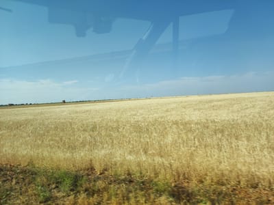 The image captures a broad view of a golden wheat field under a clear blue sky, seen through the reflection of a vehicle's windshield. The foreground of the image is dominated by the textured surface of the wheat field, which appears slightly blurred, suggesting movement. Greenery and brown soil are visible at the very bottom edge of the frame. In the distance, the field stretches towards a horizon marked by a line of trees and a few scattered hay bales, some of which are rectangular and brown, while others are round and darker. The upper portion of the image is a reflection on the glass, showing parts of the vehicle's interior, including what appears to be a dashboard, a rear-view mirror, and a device mounted on the windshield. The sky itself is a vibrant blue, with faint, wispy clouds. The scene is indicative of an agricultural landscape, likely in the region of Parada de Arriba, Spain, given the presence of extensive wheat fields common in the Castilian landscape during harvest season.