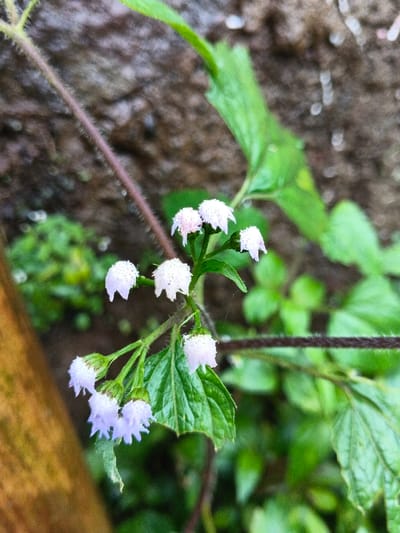 The image displays a close-up view of a flowering plant located in Inawi, Papua New Guinea. A central cluster of approximately ten small, light lavender to white composite flowers is in sharp focus. Each flower, roughly 0.5 cm in diameter, exhibits a spiky or fringed appearance from its visible stamens. These flowers are situated on slender, green stems with several ovate, green leaves. Multiple small water droplets are visible on the stems and leaves, indicating recent moisture. The background is blurred, consisting of a dark, textured surface, likely rock or soil, intermingled with additional out-of-focus green foliage.