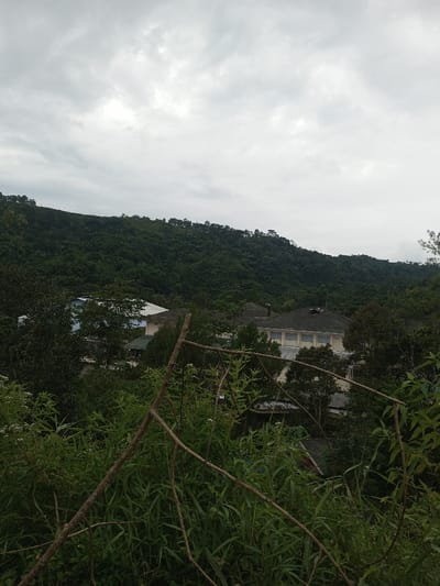 A landscape image displays a densely forested hillside overlooking buildings, under an overcast sky, within Hasanparthy mandal, India. The upper third of the frame is dominated by a heavily clouded, light grey sky. A large, dark green, tree-covered hill occupies the background, with a series of regularly spaced, thin, dark vertical structures visible along its summit. In the midground, nestled amidst dense green foliage, are two distinct buildings. The left structure features a light blue upper exterior section and a light-colored, sloped roof. The right structure is larger, presenting a dark, sloped roof and an upper floor with multiple light-colored, recessed window openings. The immediate foreground is filled with dense green vegetation, including tall weeds and bushes, interspersed with small white flowers. Several bare, segmented branches of varying thickness lie diagonally and horizontally across the lower and central foreground, partially obstructing the view of the midground. No human figures, animals, or active interactions are observed.