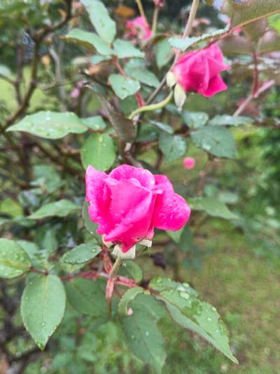 An outdoor scene in Tapaiteng Uesa, Bhutan, captures a close-up of a fuchsia-pink rose in partial bloom, positioned prominently in the lower-left to central foreground. Its petals are visibly covered with numerous clear water droplets. The flower is supported by a stem surrounded by green leaves, many of which also bear water droplets. In the upper-right background, a second fuchsia-pink rose bud is partially visible and out of focus. The background consists of blurred green foliage and faint, indistinct pink forms, indicating a natural or garden environment. No individuals are present.