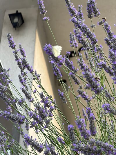 The image showcases several stalks of lavender with their characteristic purple flowers, diagonally oriented and filling the frame. A white butterfly with black markings is perched on a lavender stalk in the upper left quadrant of the image. Tiny bees are also visible amongst the lavender flowers, suggesting pollination is taking place. The background is softly blurred, revealing a muted, neutral-toned structure that appears to be an outdoor architectural element, possibly a wall or building facade. A dark, box-like outdoor light fixture is visible on this structure in the lower left. The lighting suggests it is daytime, with sunlight casting soft shadows. The overall impression is one of a peaceful, natural scene, likely in a garden or outdoor setting in Konjic, Bosnia and Herzegovina. No text is visible in the image.