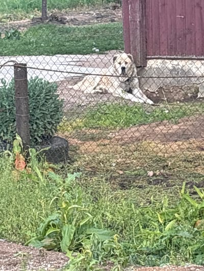 A large, light-colored dog with dark markings on its face and ears is lying down in front of a reddish-brown wooden structure, possibly a barn or shed. The dog is behind a chain-link fence. The ground in front of the structure is a mix of dirt and patchy green grass. In the foreground, there is a patch of tall green plants and some reddish-brown gravel. The background shows more green grass and a dirt path. The location is Блеўчыцкі сельскі Савет, Belarus.