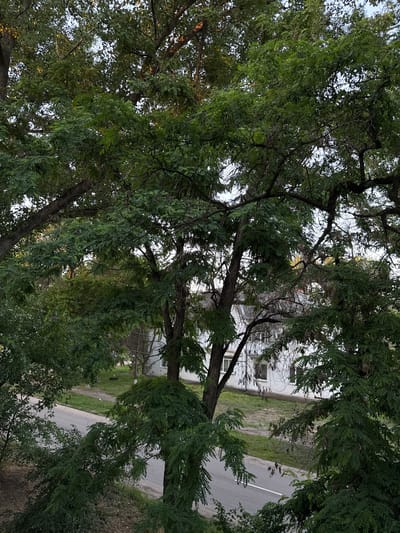 The image displays a view through dense green foliage of trees, with a white building and a road visible in the background. The building is low-rise, with multiple windows and appears to be a residential structure. A paved road runs horizontally across the lower portion of the image, bordered by a grassy verge. The trees are leafy and cast shadows, suggesting it is daytime. The scene is consistent with a suburban or semi-urban environment in Vishnevetskii, Russia, characterized by residential buildings and mature trees. There are no people or vehicles immediately visible in the frame.