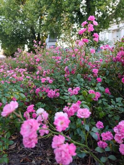 The image shows a close-up view of a dense bush of small pink roses. The roses are clustered together, with many blooms in various stages of opening. The leaves of the bush are a deep green, and some fallen leaves are visible on the ground below. In the background, blurred greenery of a larger tree can be seen, as well as a light-colored building with windows. The lighting suggests it is either early morning or late afternoon. There are no people or animals visible in the image. This scene is a portion of a garden or park in Stryków, Poland.