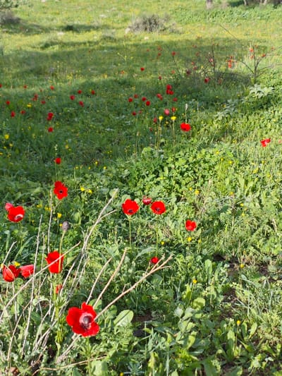 A vibrant meadow filled with red anemones and yellow wildflowers under dappled sunlight. Lush green grass and varied foliage cover the ground, creating a dense, natural tapestry. Several prominent red anemones are in the foreground, contrasting with the background of smaller red and yellow blooms scattered across the field. A few bare, slender branches weave through the flowers, adding texture to the scene.