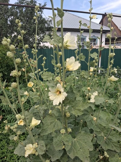 The image shows a close-up view of a hollyhock plant with pale yellow flowers and numerous buds in various stages of development. The plant's leaves are large, serrated, and show signs of insect damage. The stalks are thick and covered in fine hairs. In the background, a green wooden fence is visible, behind which are the rooftops of houses and trees. The overall setting appears to be a residential yard in the village of Guldala, Kazakhstan, likely during the daytime given the lighting. There are no people or animals clearly visible in the frame, although a small insect, possibly a bee, is present on one of the flowers. The sky is overcast with some patches of blue visible.