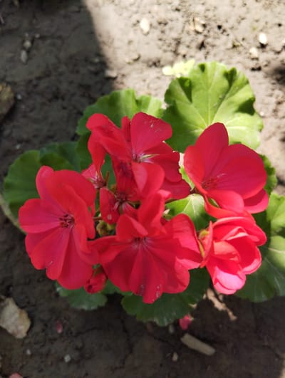The image shows a close-up of red geranium flowers with green leaves in Iskra, Kyrgyzstan. The flowers are clustered together, with some in full bloom and others as buds. The background consists of dark soil, with some pebbles and shadows cast from sunlight. The scene appears to be outdoors, likely in a garden or planted area. There are no people or animals visible in the image.