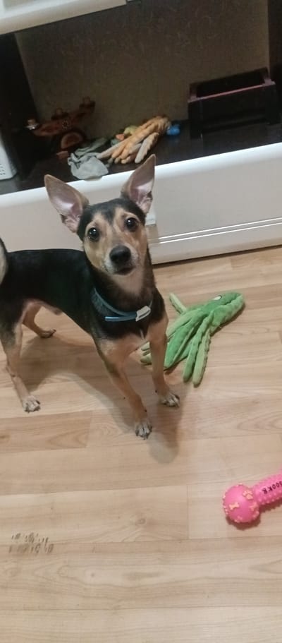 A medium-shot photograph taken at a slightly low angle captures a small dog standing on a light-colored laminate floor. The dog, predominantly black with tan markings on its head and legs, wears a light blue collar with a white buckle. Its ears are large and upright, and its eyes are dark and attentive, looking directly at the camera. To the right of the dog, a green plush toy resembling an octopus lies on the floor. In the background, a white baseboard runs along the bottom of a wall, above which is a dark surface with various objects, including what appear to be toys and a black wooden box. A pink dog toy with the inscription "SOOK" is visible in the lower right corner of the frame. The lighting in the scene is artificial and casts shadows. The image does not provide any explicit information about its location within Voskresenskiy, Russia, or any specific actions or interactions beyond the dog's posture.