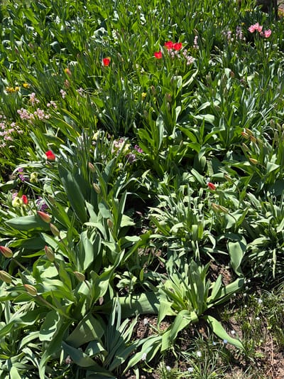 The image shows a close-up view of a garden bed in Valchedram, Bulgaria. The bed is densely planted with tulips, some in bloom and some still in bud. Other flowering plants are scattered throughout the bed, including small pink and white flowers. The soil is visible in patches between the plants. The image is taken in daylight.