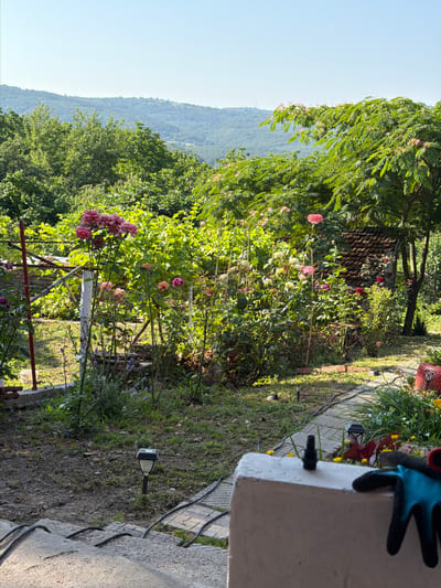 In Gorno Pavlikene, Bulgaria, this image captures a sun-drenched garden scene. The foreground features a concrete structure with a black adapter-like object and a blue and black gardening glove resting on it. A paved pathway winds through the garden, bordered by green grass and scattered dirt. Several solar-powered garden lights are visible along the pathway.
The garden is abundant with rose bushes in various shades of pink and yellow, some in full bloom, others with buds. Behind the roses, lush green foliage creates a dense backdrop, interspersed with what appear to be grapevines. In the mid-ground, a small, rustic structure with a tiled roof is partially visible, nestled amongst the greenery. A tall tree with delicate pink blossoms stands to the right of the structure.
Beyond the garden, a rolling landscape of tree-covered hills stretches towards a clear blue sky. The overall impression is one of a well-tended, naturalistic garden in a rural Bulgarian setting. The lighting suggests it is daytime, with the sun casting distinct shadows.