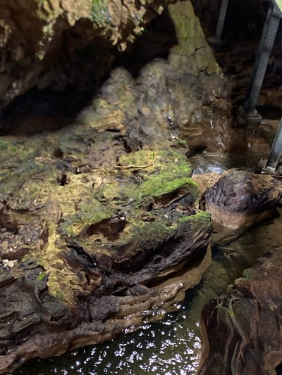 The image depicts the interior of a cave, likely a natural formation. The subjects are the cave walls, which are rugged and textured, with visible rock formations and overhangs. Patches of green moss or algae grow on some surfaces, suggesting a damp environment. Water is also present, seen as a flowing stream or pool reflecting light on the surface. Metallic structures, possibly part of a support system or pathway, are visible in the upper left corner of the image, indicating human intervention or a managed tourist site. The lighting is dim and localized, typical of an indoor cave environment, with some areas brightly illuminated and others in shadow, creating a sense of depth and mystery. There is no visible text in the image. The overall impression is one of a natural, somewhat wild environment that has been made accessible or is being explored. No specific activity or event is clearly depicted, but the presence of the metallic structures suggests it is a place visited by people.