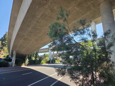 A low-angle, wide shot captures the underside of an elevated concrete highway structure in La Cañada Flintridge, California. The highway, a massive, imposing concrete expanse, curves upwards and to the left, supported by thick, cylindrical concrete pillars. Sunlight streams through the gaps, casting long shadows across the asphalt road below. The road is marked with white and yellow lines, indicating multiple lanes.
In the foreground, a flowering shrub with delicate purple blossoms and thin, green leaves grows on the right side of the frame, its branches reaching towards the highway. The shrub is in sharp focus, contrasting with the blurred background of trees and more of the highway overpasses. The environment appears to be urban or suburban, with the characteristic presence of significant infrastructure. The sky is a clear, bright blue. The image conveys a sense of scale and the coexistence of nature with man-made structures.
