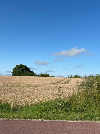 The image depicts a rural landscape under a clear blue sky with scattered white clouds. A vast field of golden wheat extends towards the horizon, with a path cut into it visible in the mid-ground. On the left side of the field, a dense, dark green tree stands prominently. The foreground shows a strip of green grass and a reddish-brown path or road. The overall scene is serene and agricultural, suggesting a warm, sunny day. The location is identified as Bałdowo, Poland. There are no people or animals visible in the image.