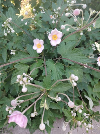 The image shows a close-up of a Japanese anemone plant with both open flowers and many unopened buds. The flowers are pale pink with yellow centers, and the buds are round and white, some with a pinkish hue. The plant has dark green, lobed leaves. The stems are thin and dark reddish-brown. The background is out of focus, showing more foliage and a patch of sunlight. The scene appears to be outdoors, likely in a garden. The location is identified as Tavaksay, Uzbekistan.