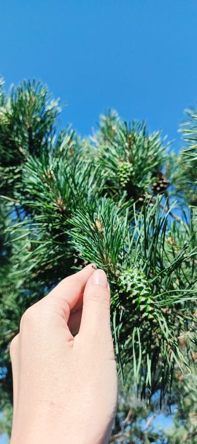 This close-up image, set in the city of Sosnovka, Russia, features a human hand interacting with a pine tree branch against a clear blue sky. A hand, with a polished fingernail visible on the forefinger, is positioned centrally, gently pinching a small, dark, needle-like object between the thumb and forefinger. To the immediate right, a prominent, light green, unripe pine cone with distinct scales is visible. The branch is densely covered with vibrant green pine needles. In the blurred background, other mature, darker brown pine cones are discernible amidst the foliage. The scene is illuminated by bright daylight, indicative of clear weather conditions.