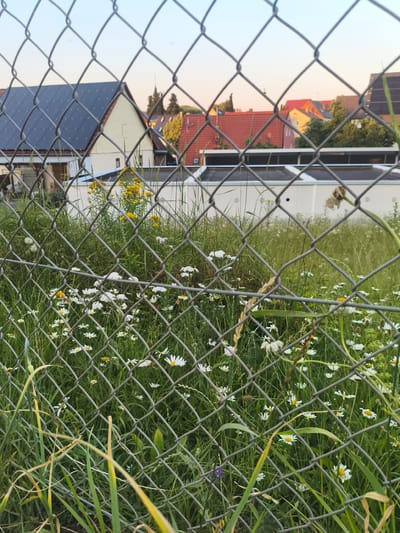 The image depicts a view through a chain-link fence of a grassy area with numerous white daisies and some yellow flowers. Behind the flowers, a building with a dark gray solar-paneled roof is visible, along with other houses with red and orange tiled roofs, suggesting a suburban or semi-rural setting. The sky is a pale, pale blue, indicating either early morning or late evening light. The scene is located in Pegnitz, Germany. No people are visible in the image.