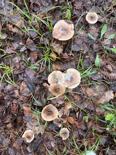 The image presents an overhead view of a forest floor located in Petriškė, Lithuania. The ground is largely obscured by a dense layer of brown, decaying broadleaf foliage, interspersed with scattered pine needles and patches of vibrant green grass and small herbaceous plants. Multiple mushrooms are visible, characterized by their light brown to tan caps, varying in size from approximately 2 cm to 8 cm in diameter. Several of these mushroom caps, particularly those grouped in the central and upper-central portions of the frame, are partially covered with white, crystalline frost or ice. One larger mushroom in the upper-central area has a single brown, brittle leaf resting on its frosted cap. The overall scene suggests a cold, possibly freezing, environment. There are no individuals, animals, or artificial objects present within the frame.