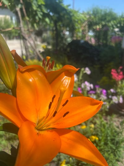 This is a close-up, eye-level, outdoor photograph of an orange lily in full bloom. The flower is in the foreground, with its vibrant petals dominating the frame. The pistil and stamens are visible in the center of the bloom, tipped with dark anthers. Behind the lily, a garden scene unfolds with blurred greenery, other flowers in shades of pink and purple, and a clear blue sky. Sunlight illuminates the scene, highlighting the texture of the lily petals. The background suggests a residential garden setting. The specific location in Belo Pole, Bulgaria is not discernible from the visual information alone.