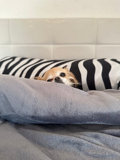 The image depicts an indoor scene within a bedroom in Paracuellos De Jarama, Spain. A single long-haired Chihuahua-type canine is partially visible, positioned in a bed. The dog exhibits light brown fur, dark eyes, and a black nose. Its head rests on a black and white zebra-striped cylindrical pillow. The majority of the dog's body is concealed beneath a gray, plush blanket or duvet, with only its head and upper neck area visible, peering over the blanket. Behind the zebra-striped pillow is a white, padded headboard with a grid design. The lighting is consistent with an interior setting.